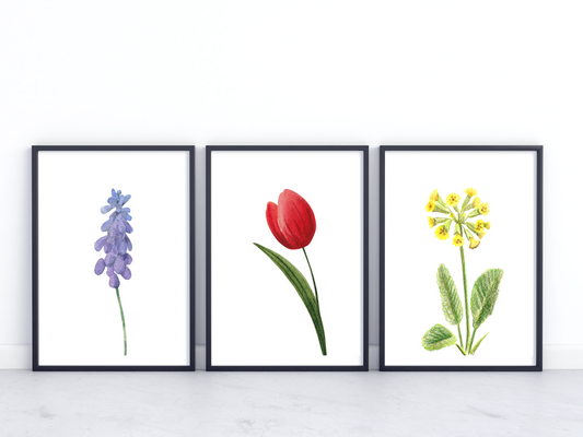 Spring Flowers Set of 3 Prints